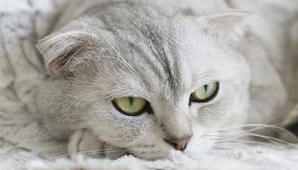 随机德甲积极探索数字化转播新模式，2021-2022德甲转播权